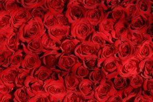 8 Best Romance Books Ever (2025)