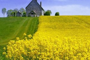 10 Best Homesteading Books (2025)