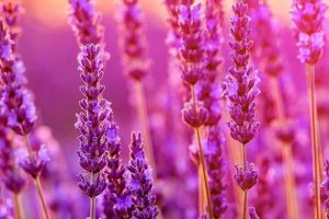 8 Best Native American Herbal Medicine Books (2025)