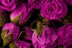 12 Best Love Poetry Books (2025)
