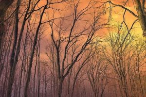 10 Best Poetry Books for Young Adults (2025)
